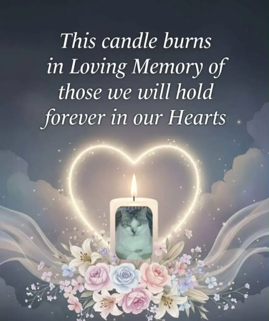 Condolence image of Himmelsgrüße☁️ an Lemmele zum 6.✨Sternchen Gedenkjahr💖