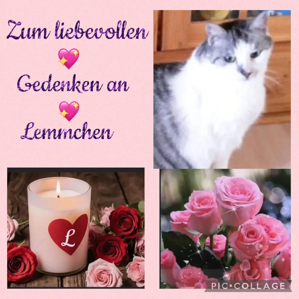 Condolence image of ❤️Für Lemmchen❤️