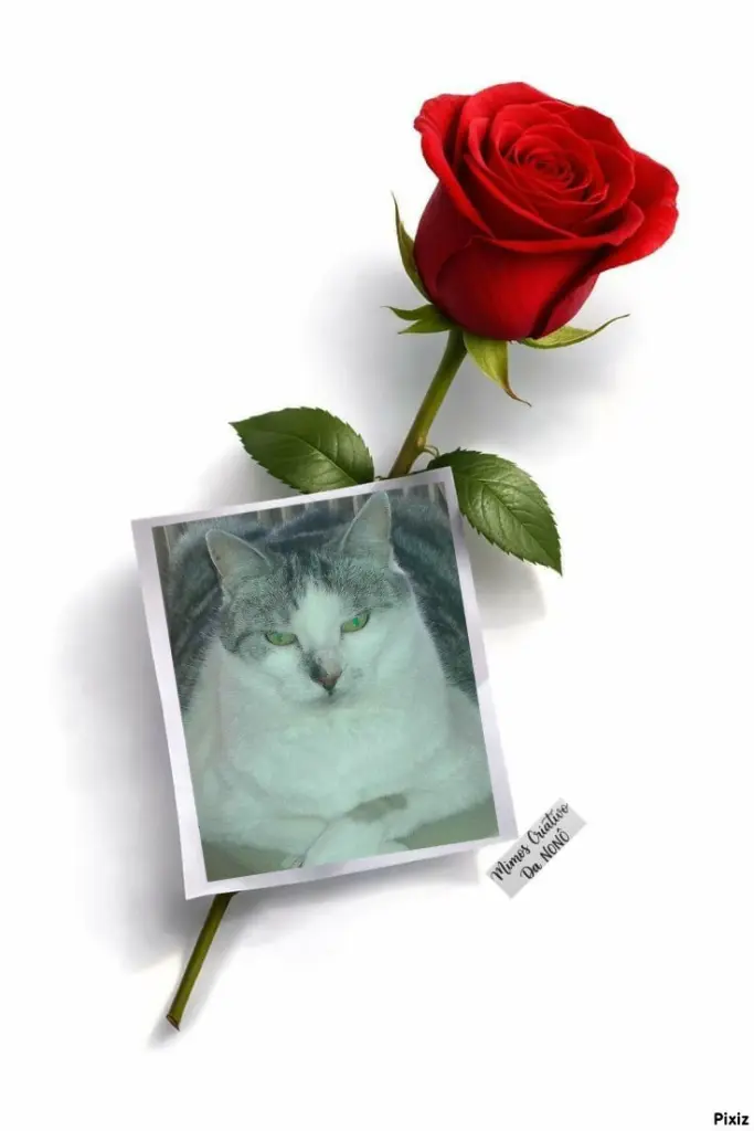Condolence image of Tanja mit Timmy im 💖🐈🐾