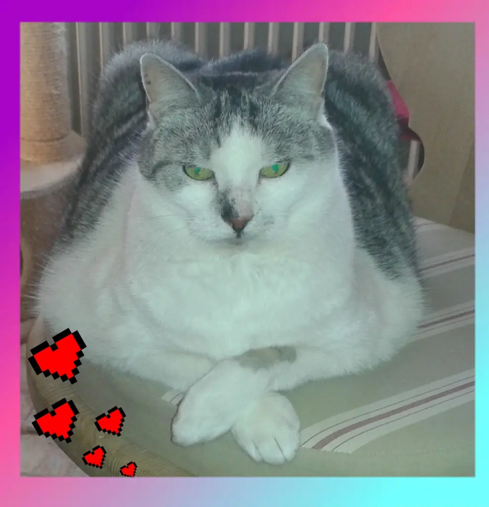 Bild von Lemmi