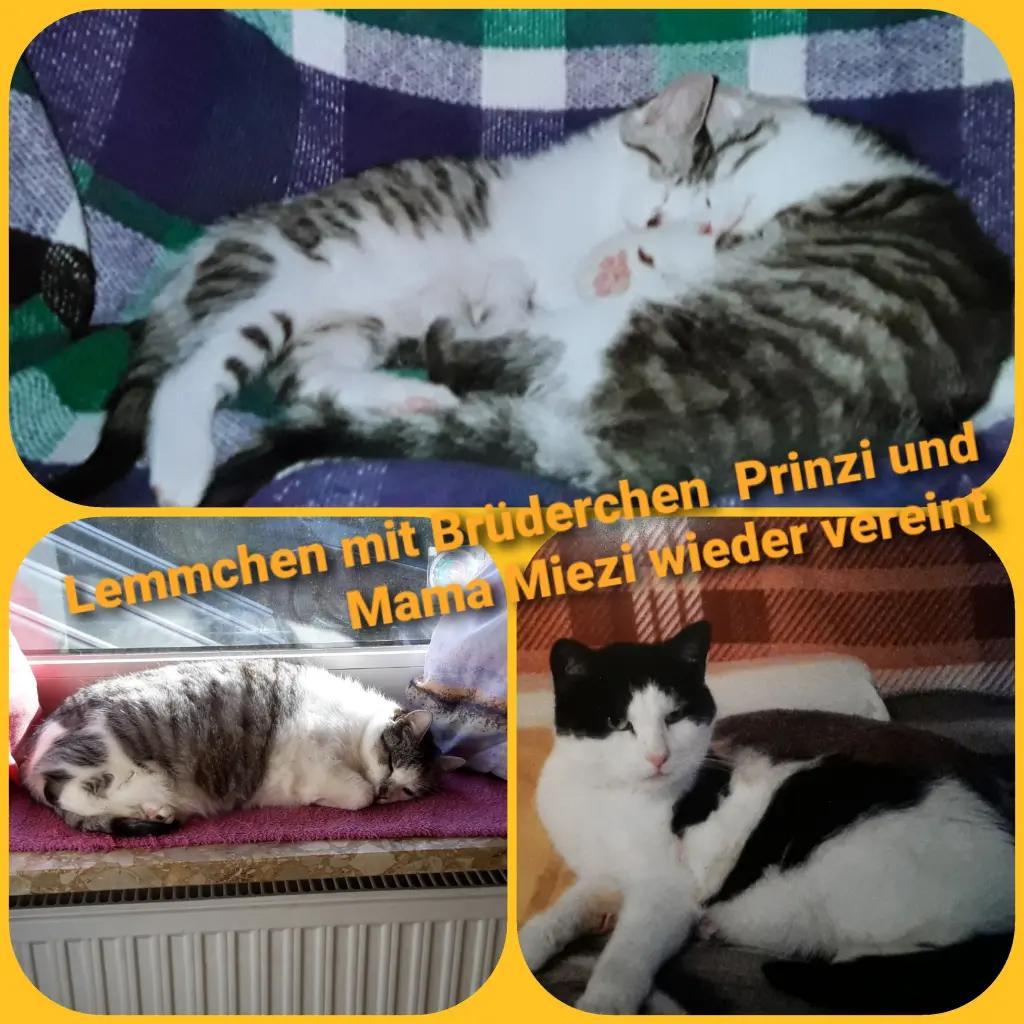 Bild von Lemmi