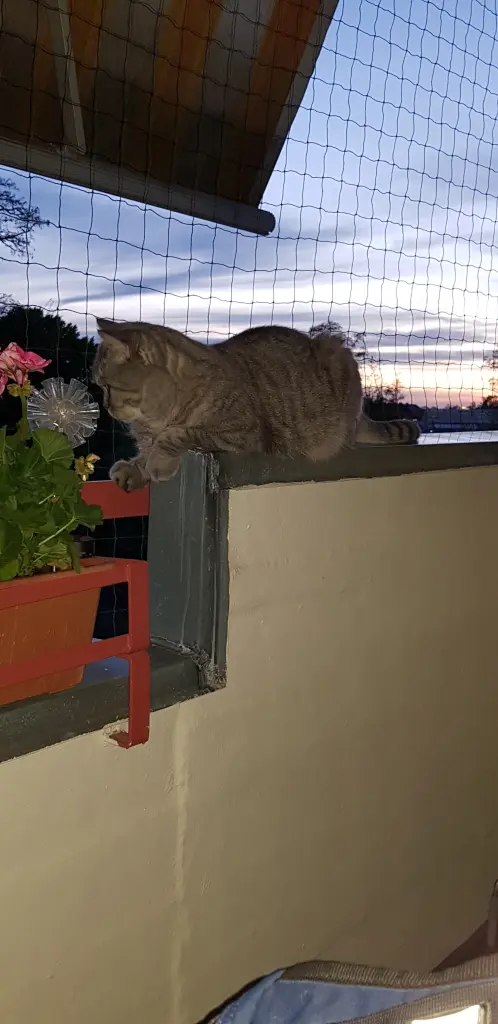 Andachtsbild von Carmelina