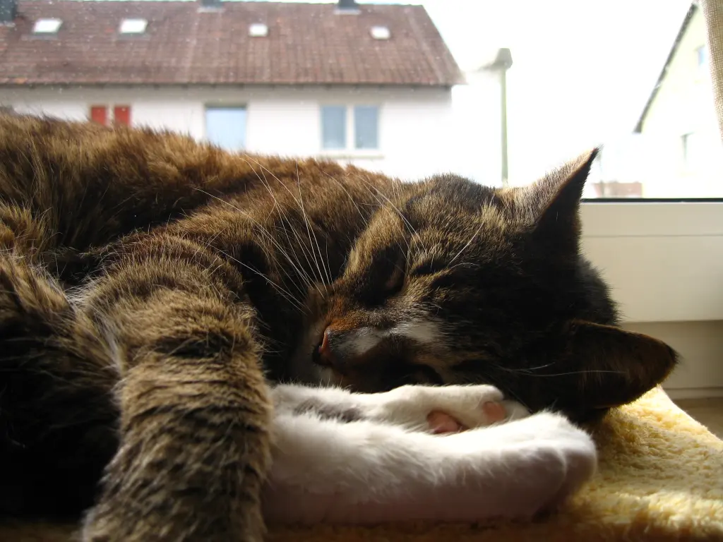 Image from Bieni Bilz