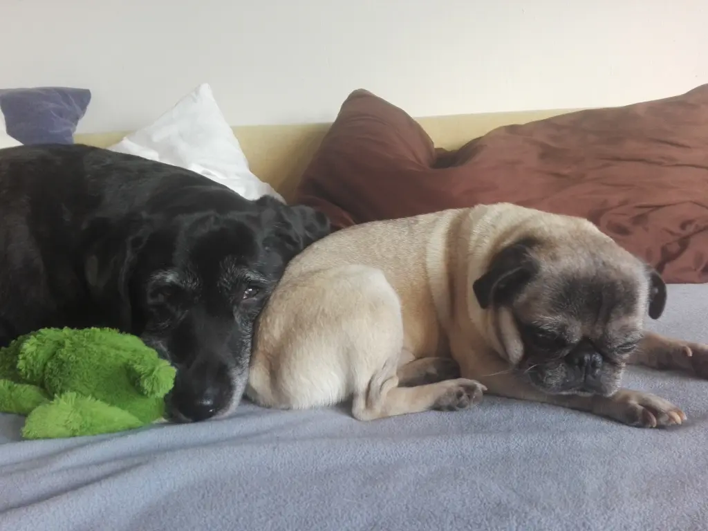 Condolence image of Marion mit Kira und Chicca für immer und ewig im Herzen♥
