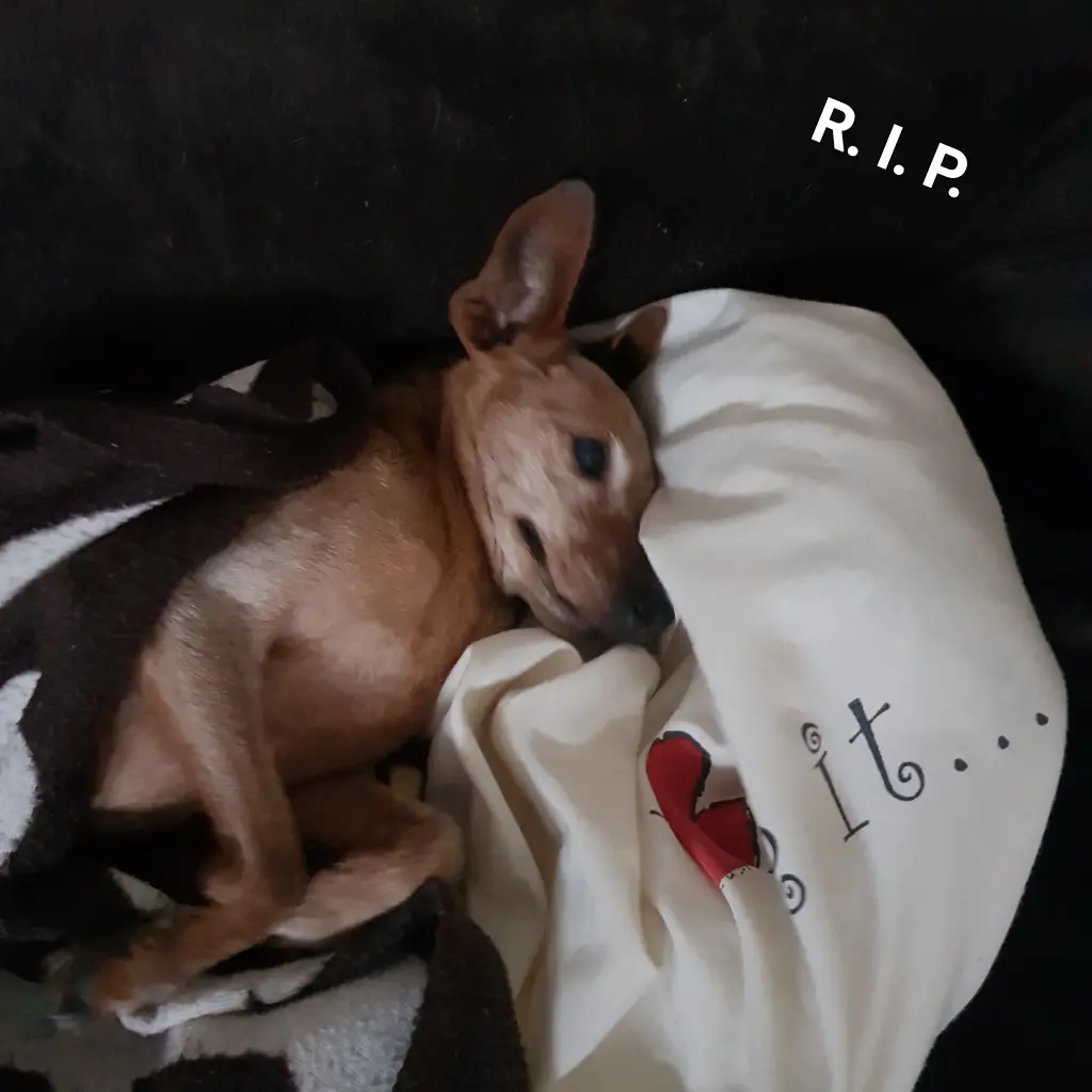 Image from Tilla