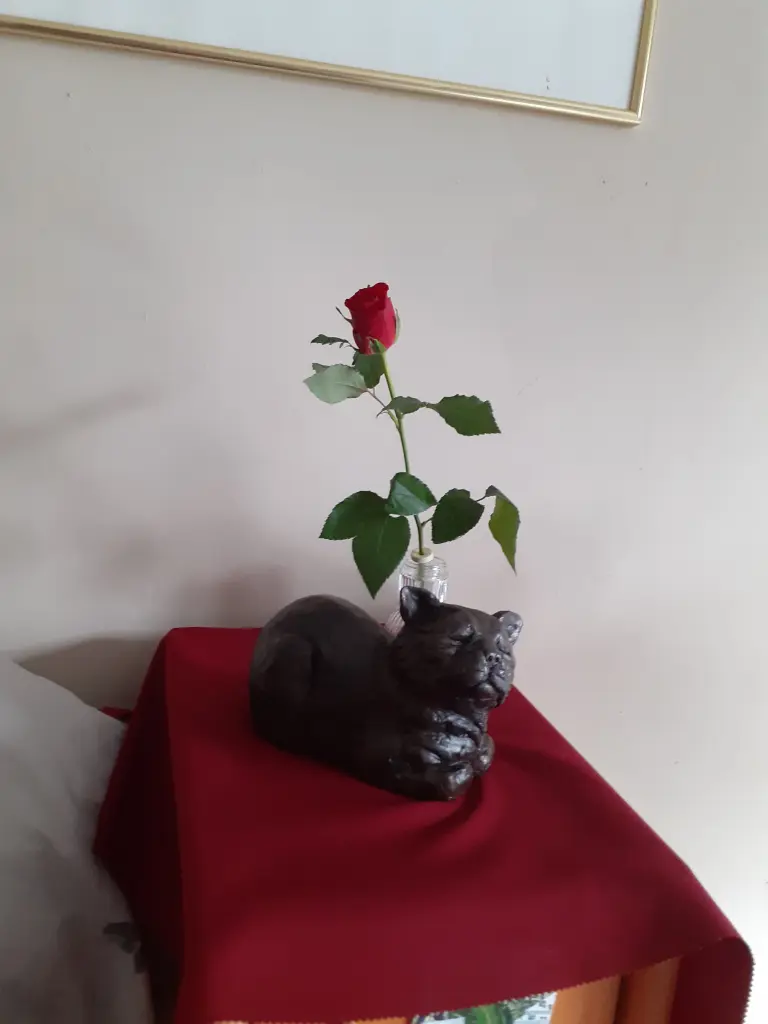 Image from Maymou