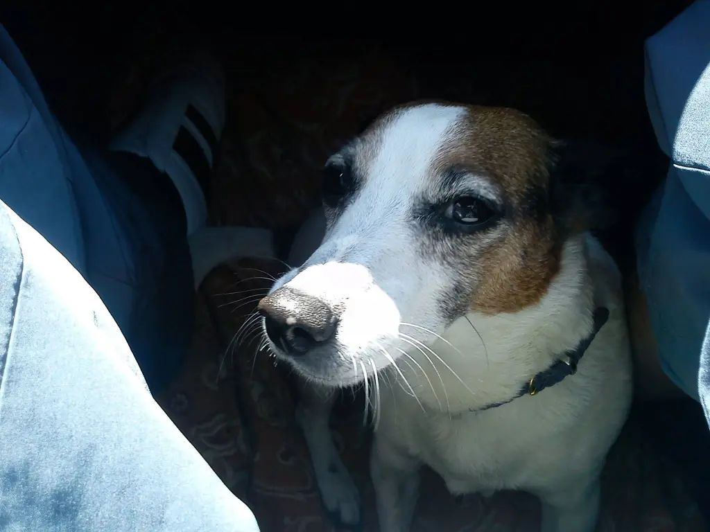 Image from Pidi