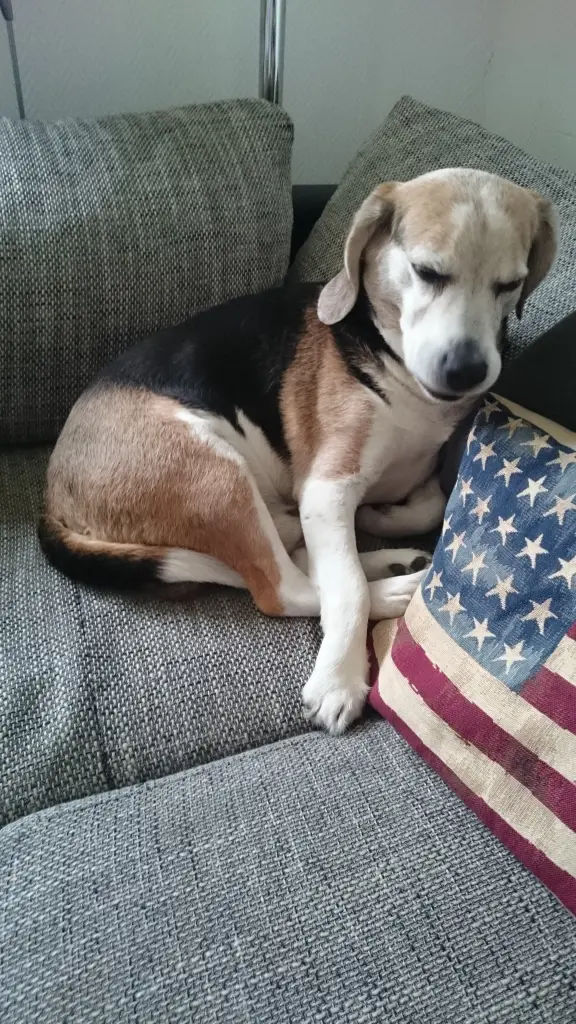 Condolence image of Herrchen