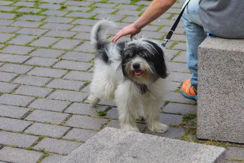 Andachtsbild von Christine mit Lucky im Herzen