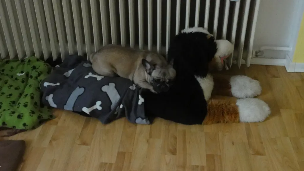 Bild von Lotti