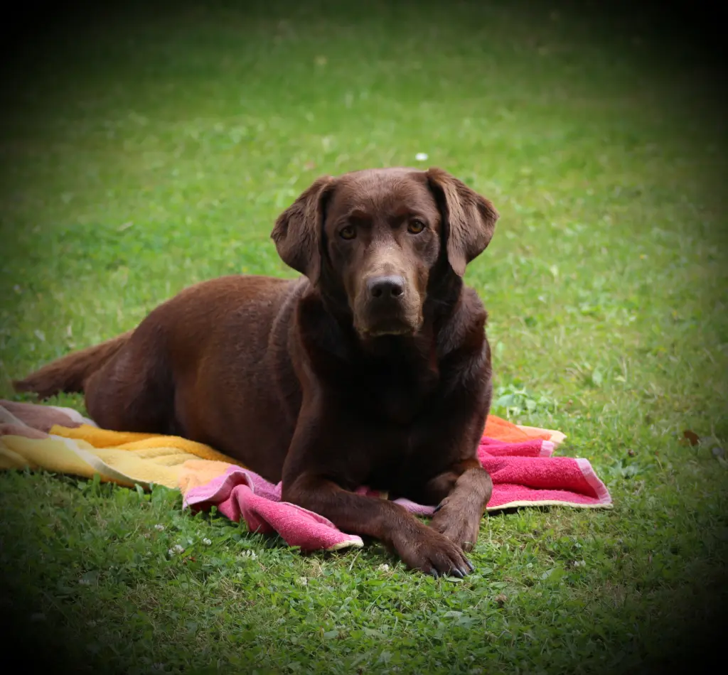 Andachtsbild von Silvana