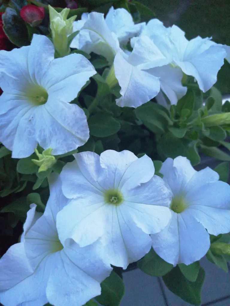 Andachtsbild von Hanni