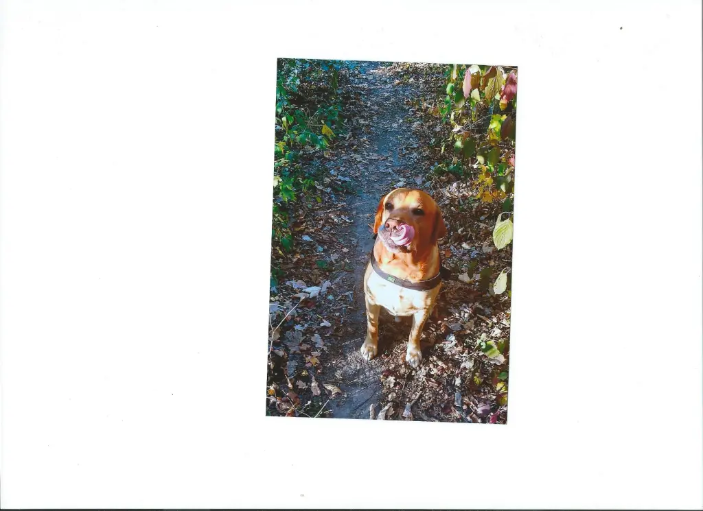 Image from Maylo