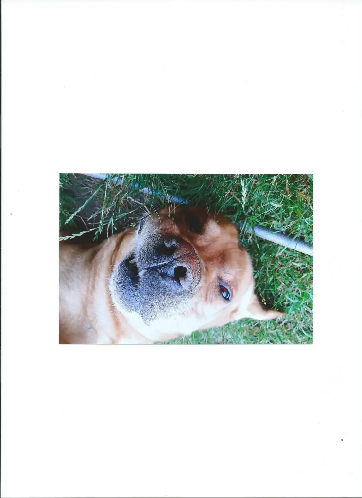 Image from Maylo