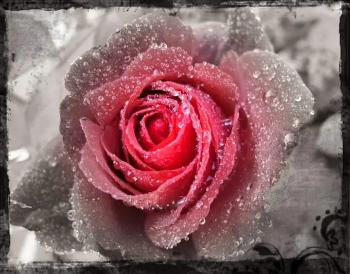 Condolence image of Sabine 