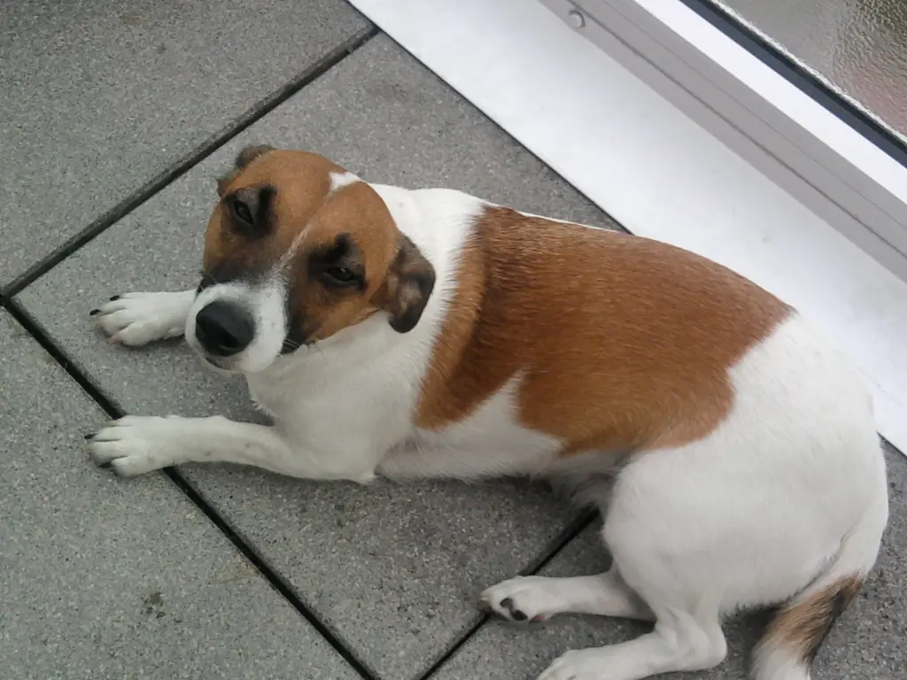 Condolence image of Sabine mit Luna & Milo tief im Herzen 
