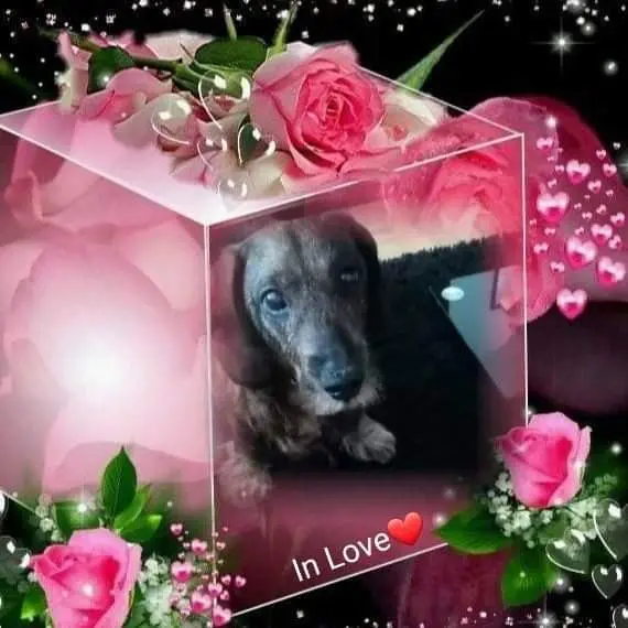 Condolence image of Nicole  Damen 