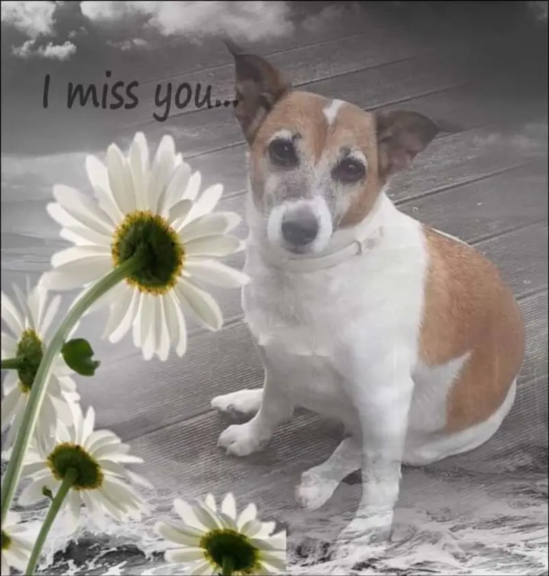 Condolence image of Sabine mit Luna & Milo tief im Herzen