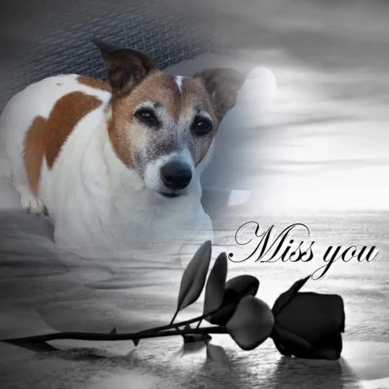 Condolence image of ❤ Ich liebe Dich ❤