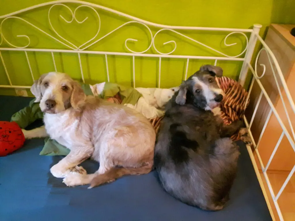 Condolence image of Gabi mit Toto und Tommy 