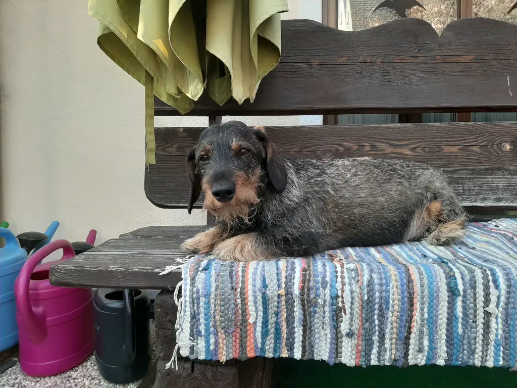 Image from Bast'l
