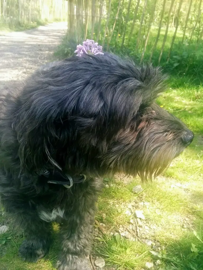 Condolence image of Ulrike