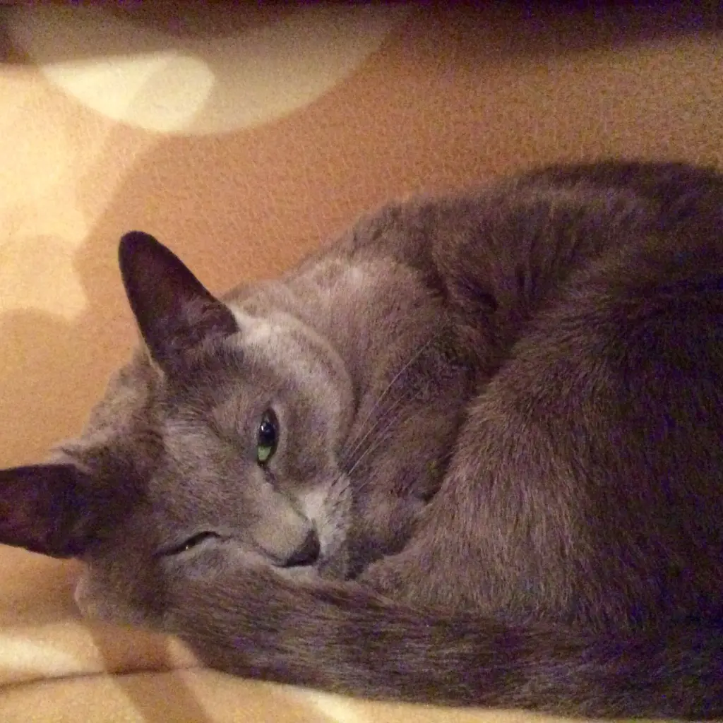 Image from Cherry