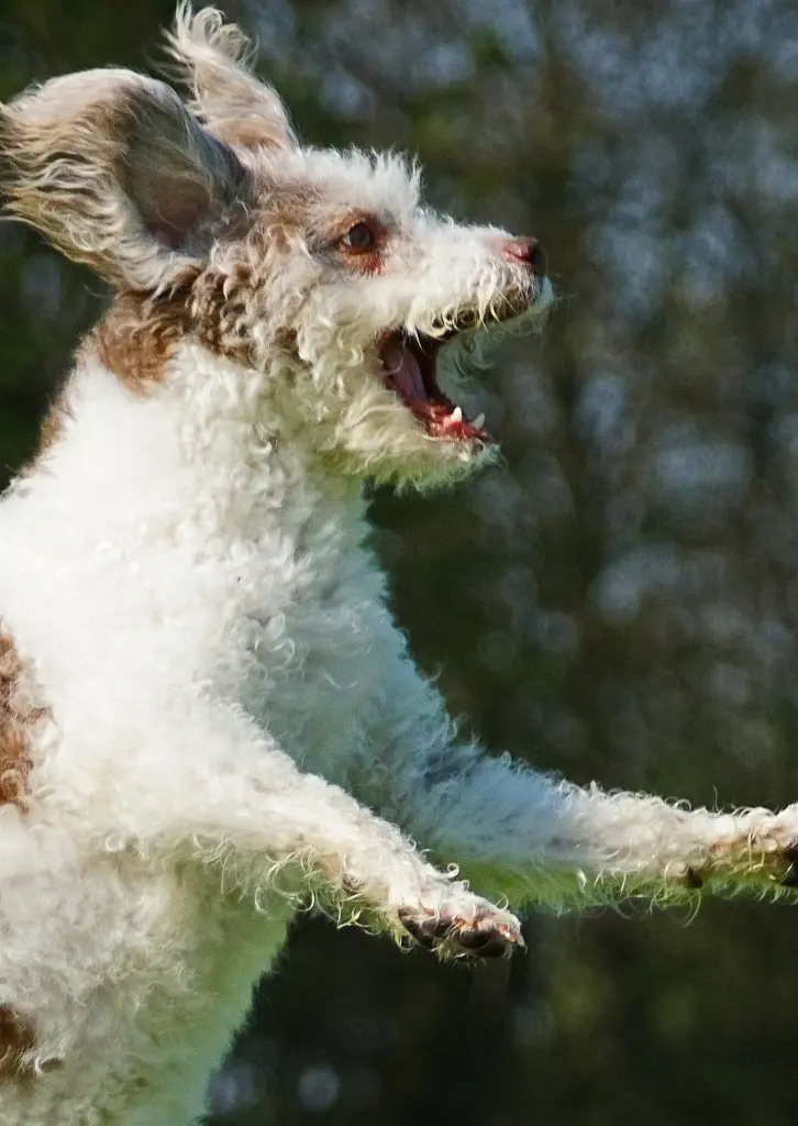 Bild von Enya