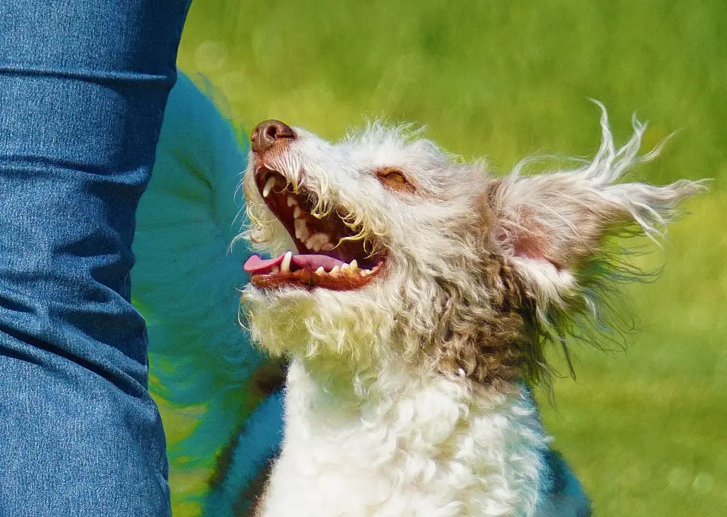 Bild von Enya