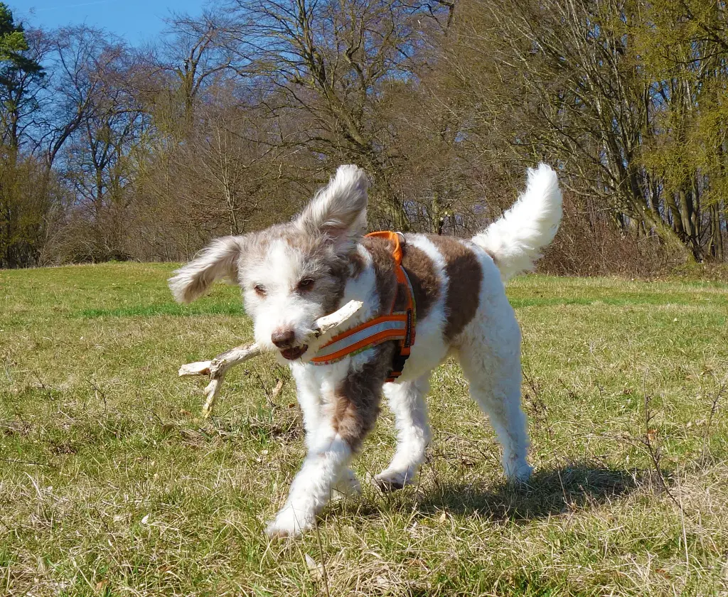 Bild von Enya