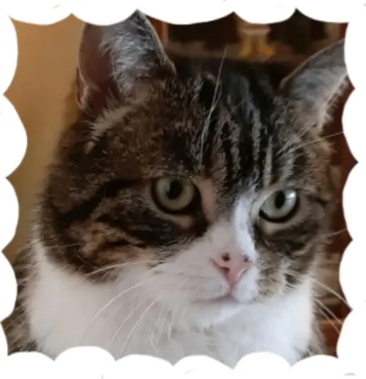 Condolence image of Andrea mit Mausi im Herzen