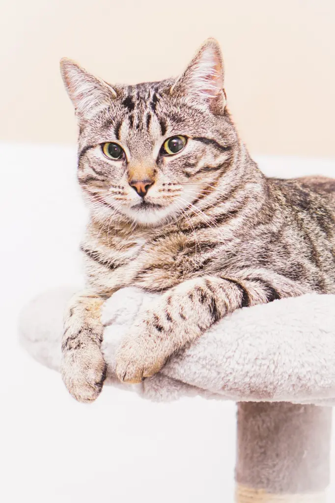 Image from Tigga