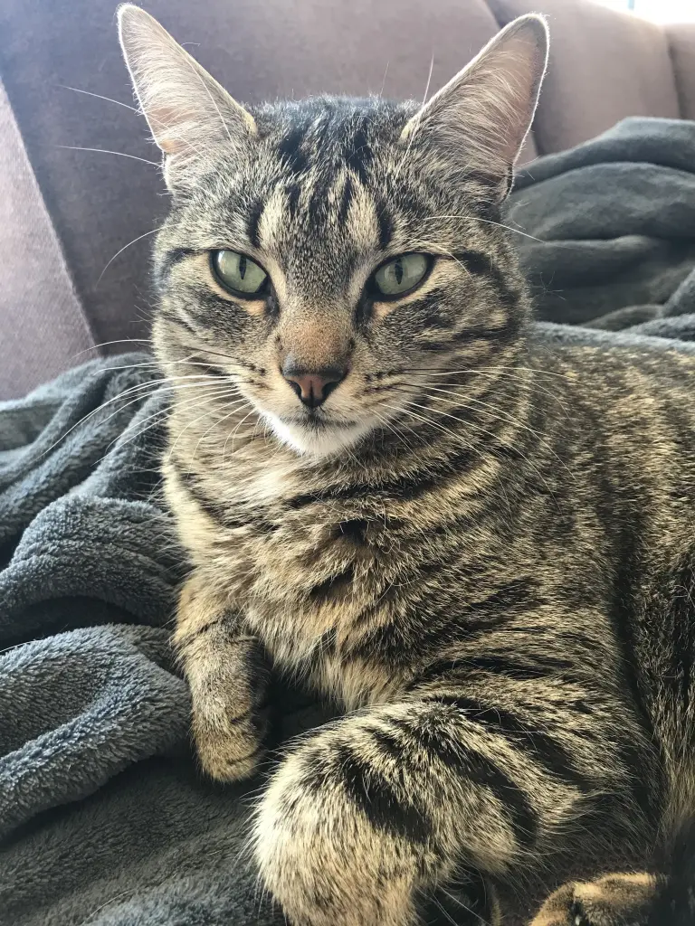 Image from Tigga