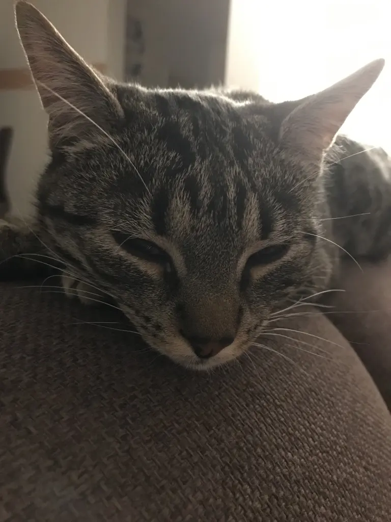 Image from Tigga