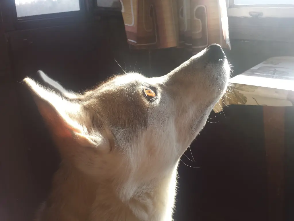 Image from Ginger