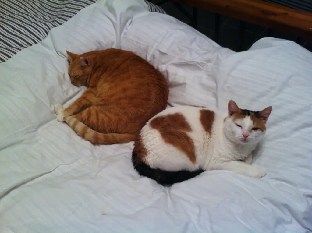 Image from Teddy