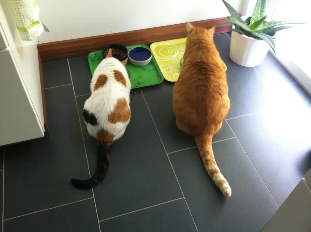 Image from Teddy