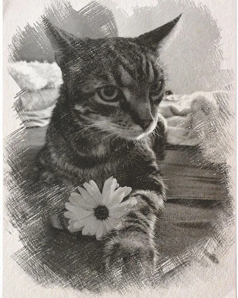 Condolence image of Meowmy