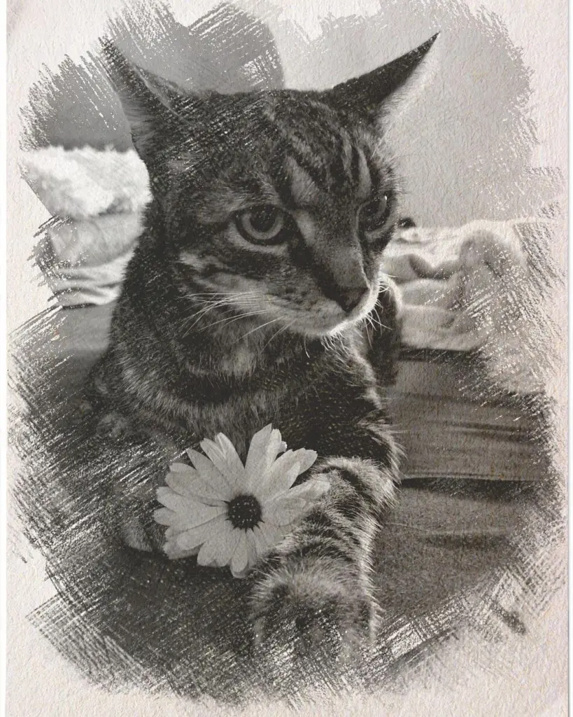 Condolence image of Meowmy