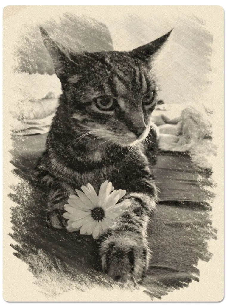 Condolence image of Jennifer