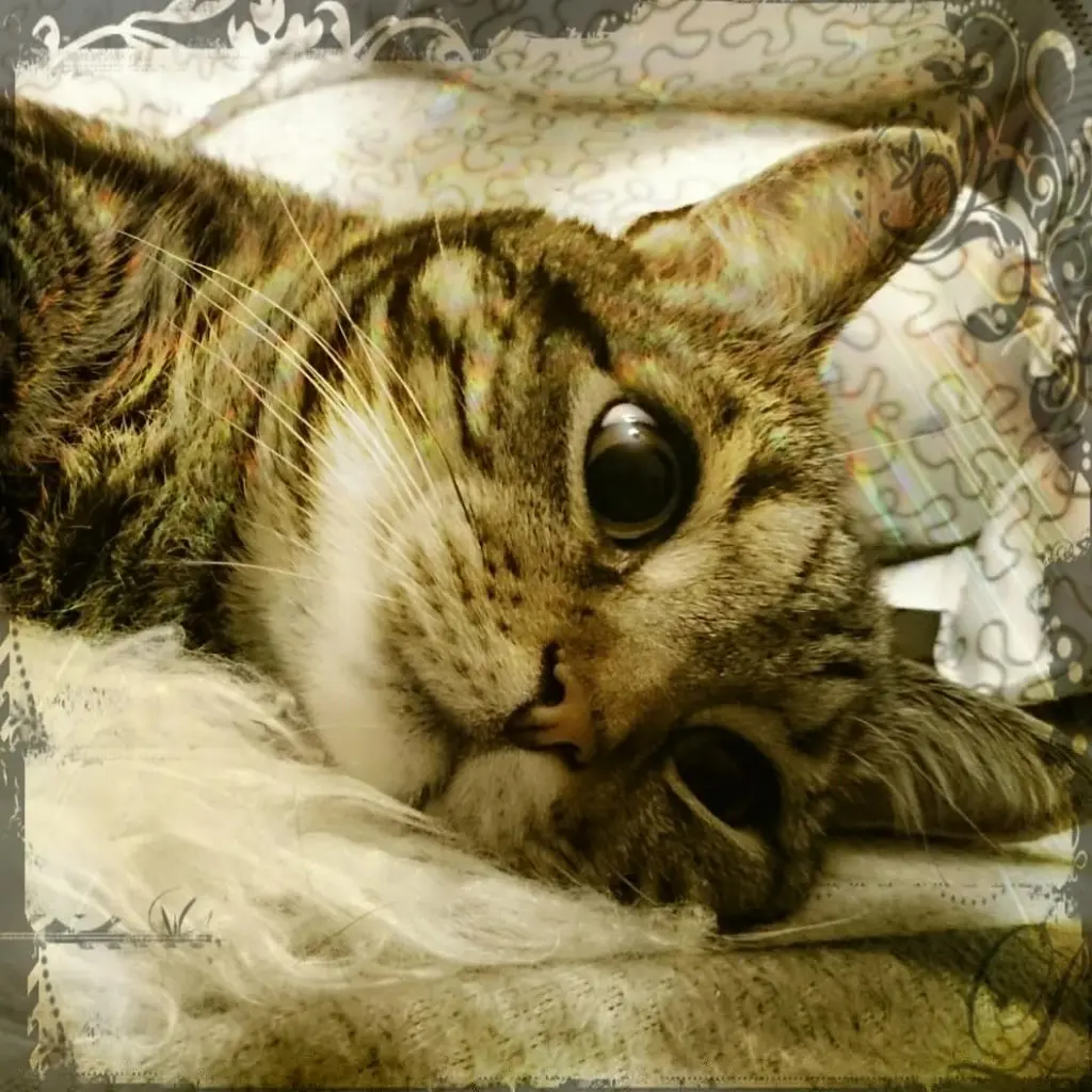 Image from Murphy