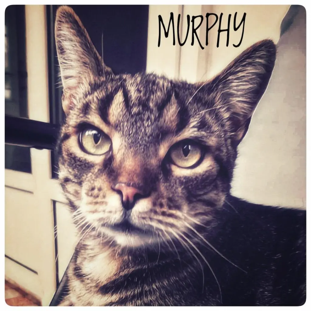 Image from Murphy