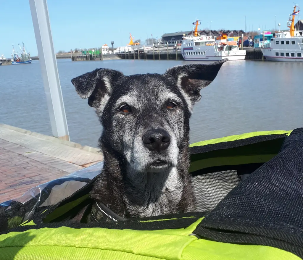Image from Maggy