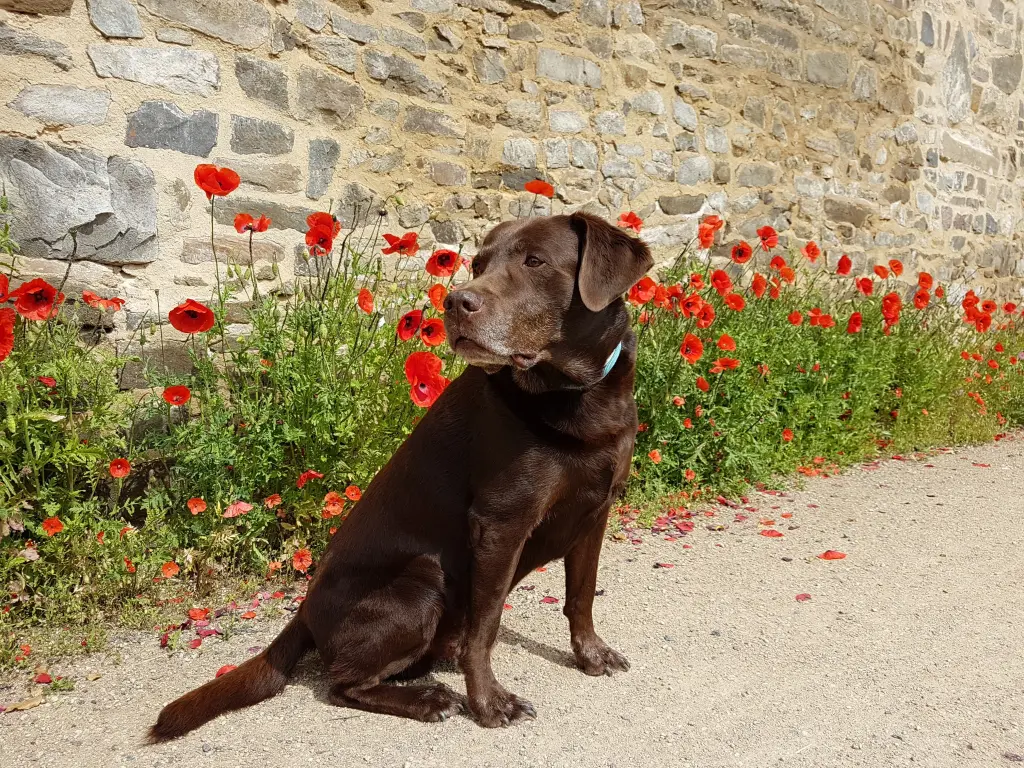 Condolence image of Silvana 