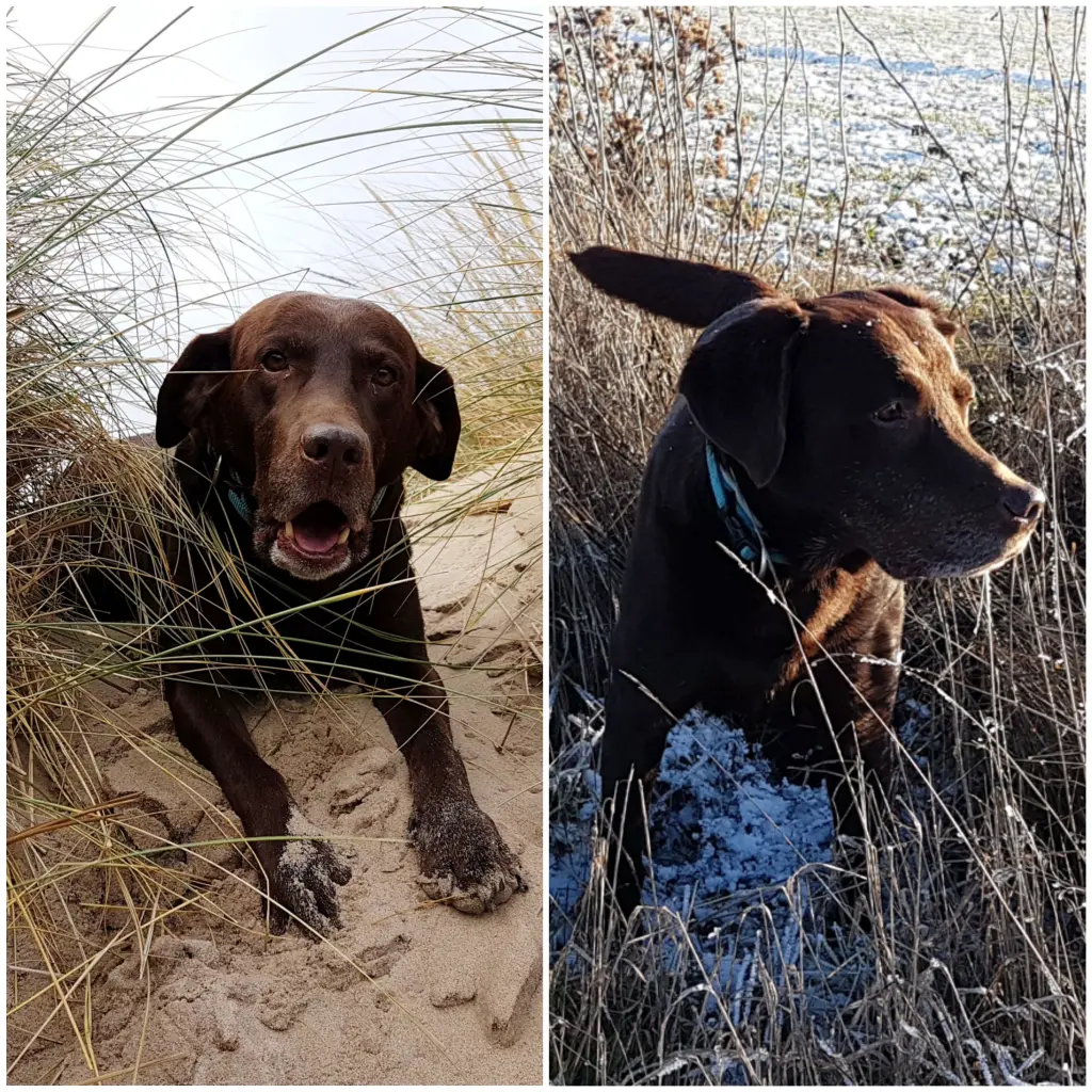 Andachtsbild von Silvana