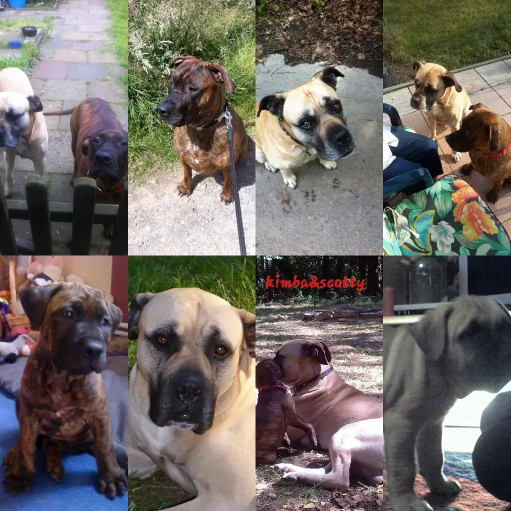 Condolence image of dein Herrchen