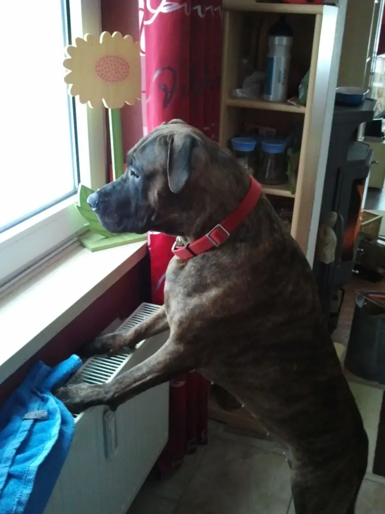 Condolence image of Herrchen