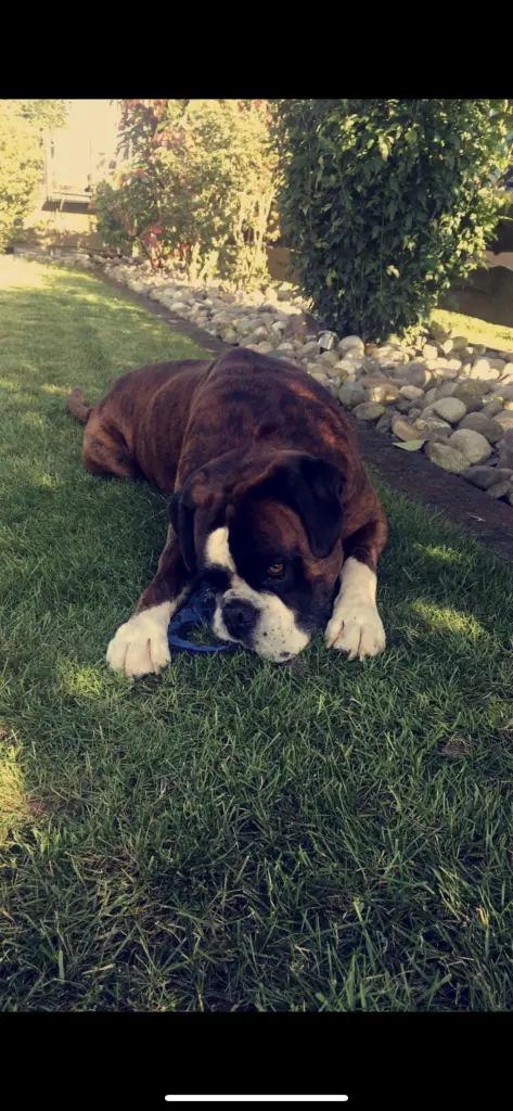 Andachtsbild von Alina