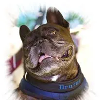 Image from Brutus