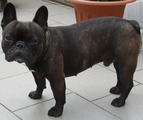 Image from Brutus